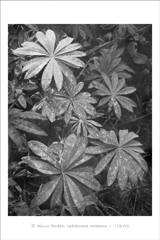 klikni pro zv�t�en�