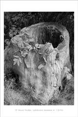 klikni pro zv�t�en�