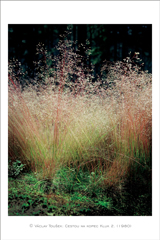 klikni pro zv�t�en�