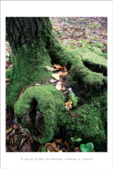 klikni pro zv�t�en�