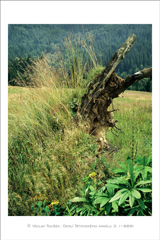 klikni pro zv�t�en�