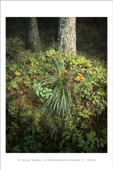 klikni pro zv�t�en�