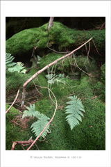 klikni pro zv�t�en�