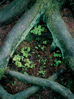 klikni pro zv�t�en�