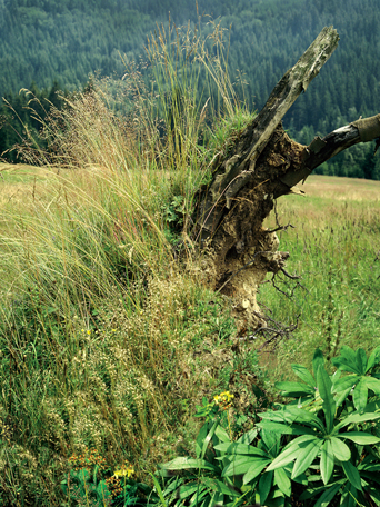 klikni pro zv�t�en�